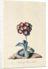 Botanical Print of Garden Auricula by Johann Wilhelm Weinmann
