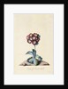 Botanical Print of Garden Auricula by Johann Wilhelm Weinmann