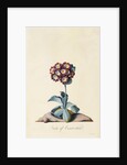 Botanical Print of Garden Auricula by Johann Wilhelm Weinmann