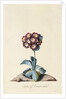 Botanical Print of Garden Auricula by Johann Wilhelm Weinmann