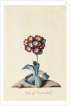Botanical Print of Garden Auricula by Johann Wilhelm Weinmann