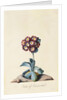 Botanical Print of Garden Auricula by Johann Wilhelm Weinmann