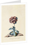 Botanical Print of Garden Auricula by Johann Wilhelm Weinmann