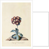 Botanical Print of Garden Auricula by Johann Wilhelm Weinmann