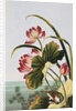 18th Century French Print of Red Water Lily of China by Anonymous