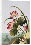18th Century French Print of Red Water Lily of China by Anonymous