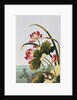 18th Century French Print of Red Water Lily of China by Anonymous