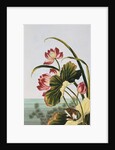 18th Century French Print of Red Water Lily of China by Anonymous