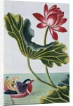18th Century French Print of Red Water Lily of China II. by Anonymous