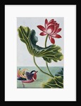 18th Century French Print of Red Water Lily of China II. by Anonymous