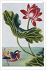 18th Century French Print of Red Water Lily of China II. by Anonymous