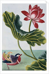 18th Century French Print of Red Water Lily of China II. by Anonymous