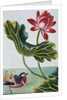 18th Century French Print of Red Water Lily of China II. by Anonymous