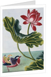 18th Century French Print of Red Water Lily of China II. by Anonymous