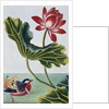 18th Century French Print of Red Water Lily of China II. by Anonymous
