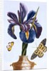 18th Century French Print of Common Iris With Butterflies by Anonymous