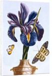 18th Century French Print of Common Iris With Butterflies by Anonymous