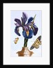 18th Century French Print of Common Iris With Butterflies by Anonymous