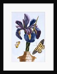 18th Century French Print of Common Iris With Butterflies by Anonymous