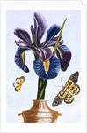 18th Century French Print of Common Iris With Butterflies by Anonymous