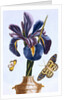 18th Century French Print of Common Iris With Butterflies by Anonymous