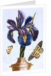18th Century French Print of Common Iris With Butterflies by Anonymous