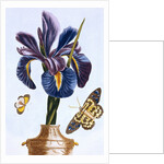 18th Century French Print of Common Iris With Butterflies by Anonymous