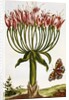 18th Century French Print of La Brunswick and Butterfly by Anonymous