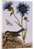 18th Century French Print of Cornflower by Anonymous