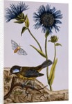 18th Century French Print of Cornflower by Anonymous