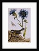 18th Century French Print of Cornflower by Anonymous