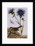 18th Century French Print of Cornflower by Anonymous