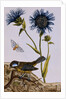 18th Century French Print of Cornflower by Anonymous