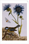 18th Century French Print of Cornflower by Anonymous