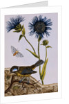 18th Century French Print of Cornflower by Anonymous