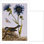 18th Century French Print of Cornflower by Anonymous