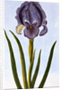 18th Century French Print of Mourning Iris by Anonymous