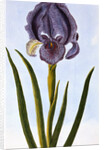 18th Century French Print of Mourning Iris by Anonymous