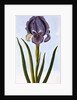 18th Century French Print of Mourning Iris by Anonymous