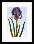 18th Century French Print of Mourning Iris by Anonymous