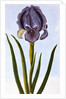 18th Century French Print of Mourning Iris by Anonymous