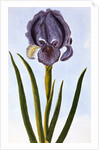 18th Century French Print of Mourning Iris by Anonymous