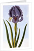18th Century French Print of Mourning Iris by Anonymous