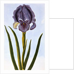 18th Century French Print of Mourning Iris by Anonymous