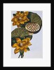 18th Century French Print of Waterlily by Anonymous