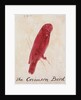 The Crimson Bird by Edward Lear