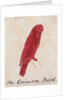 The Crimson Bird by Edward Lear