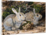 Two Rabbits by John Sherrin