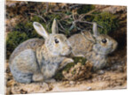 Two Rabbits by John Sherrin