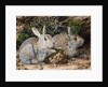 Two Rabbits by John Sherrin